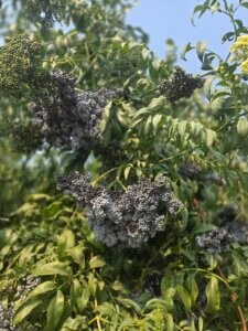 Clusters of ripe blue elderberries on a branch.