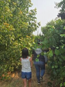 Two people of different ages gathering elderberries, rosehips, and other traditional foods.
