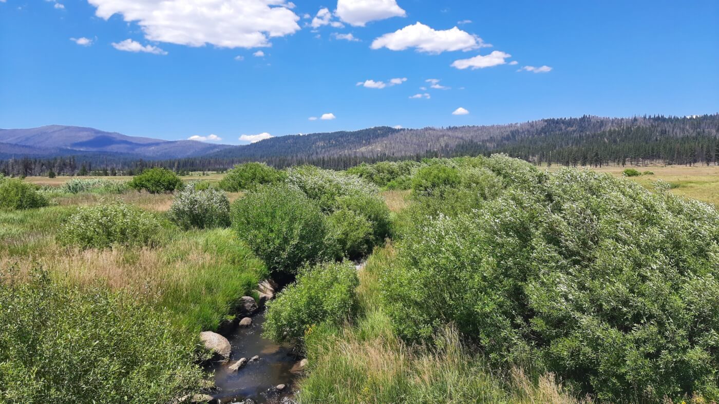 Restored habitat with Native species in northern California.