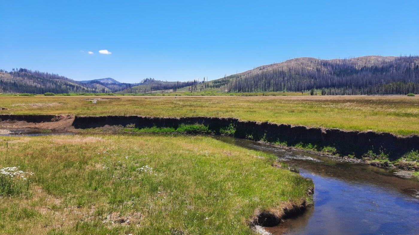 A field that has been flattened by cattle grazing. A creek runs through it, showing signs of soil erosion.