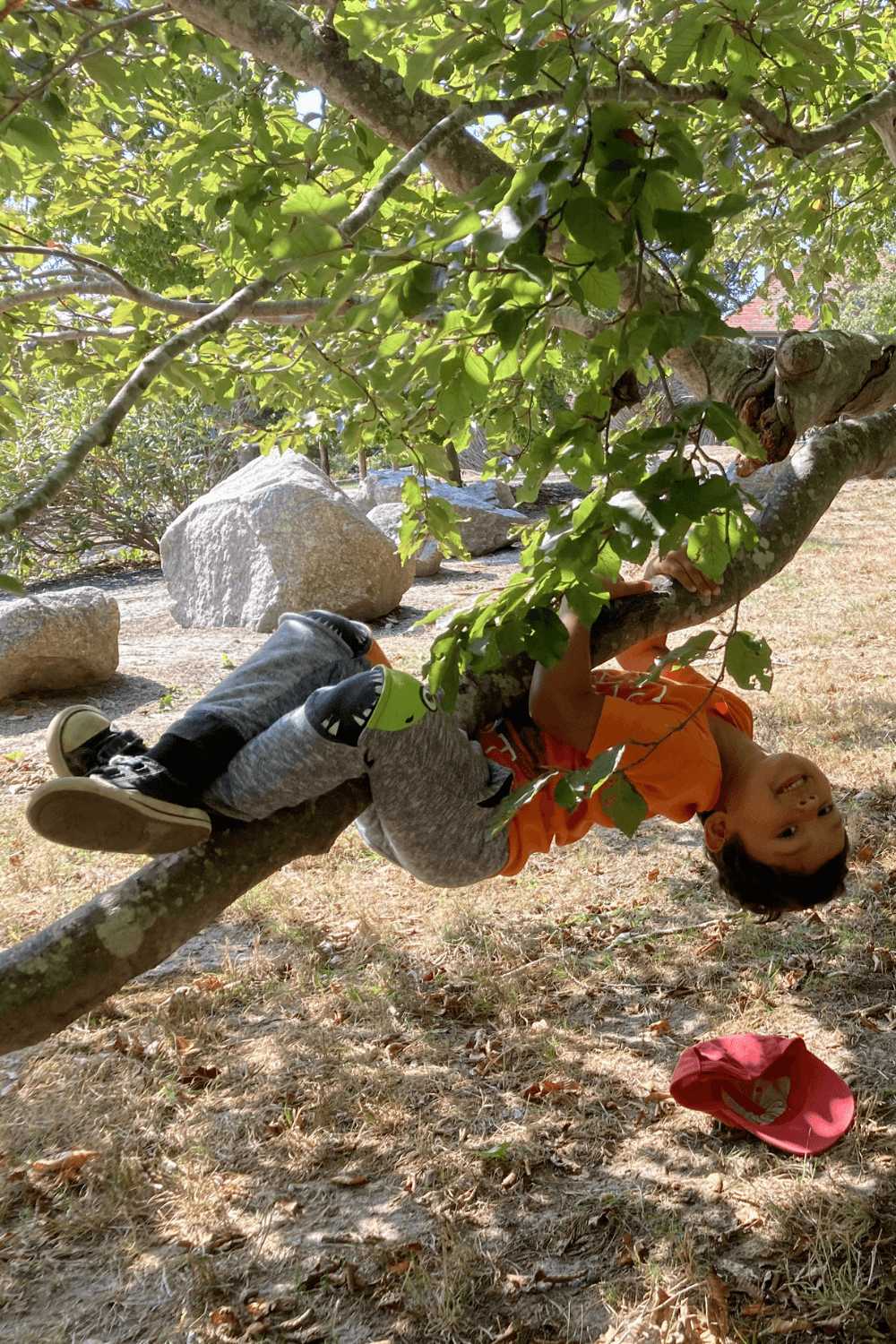 Child hanging upside down from a low tree branch in a sunny park.