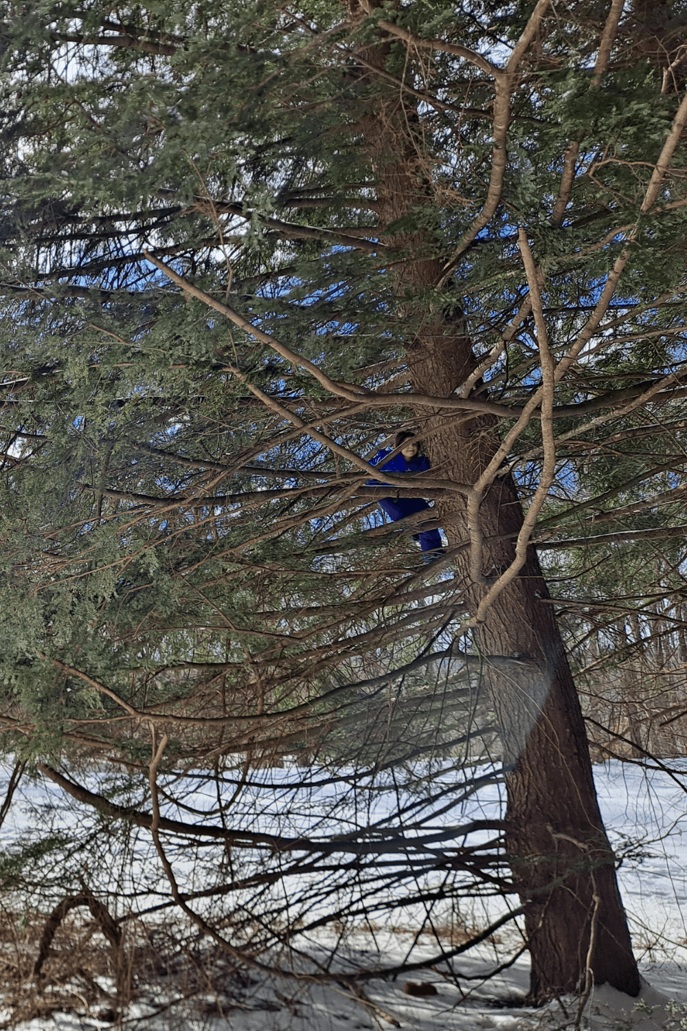 Child climbing high among the branches of a tall evergreen tree in winter.