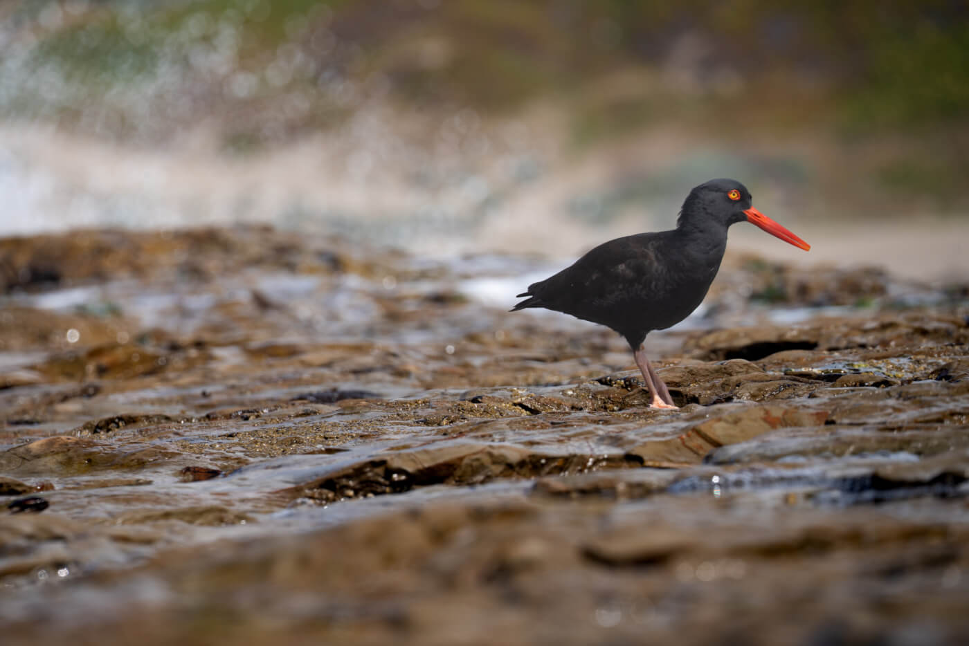 black bird with long red-orange beak sitting upon a rocky, wet ground