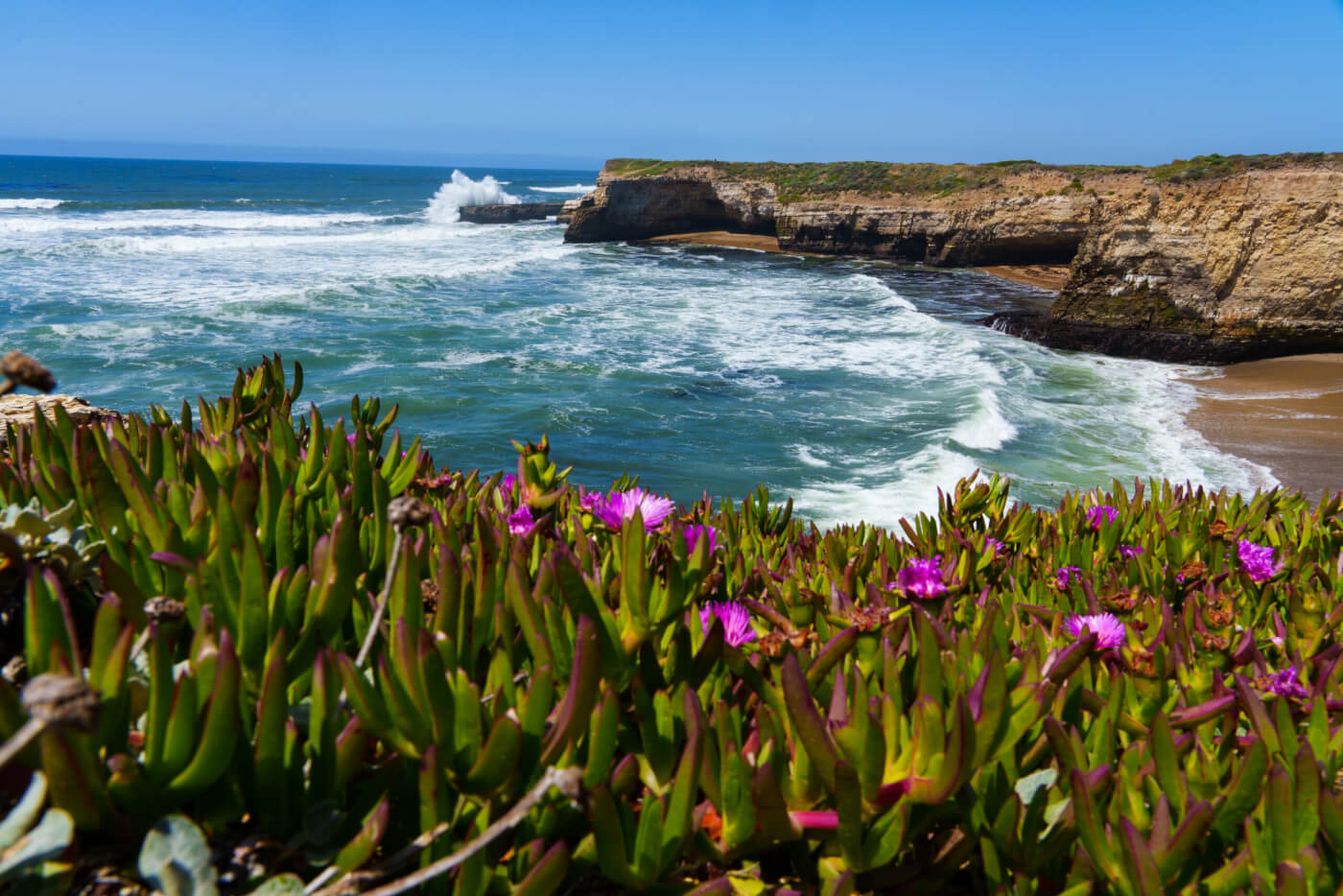 landscape photo a rocky coast, with waves crashing into the lower rocks. Purple flowery foliage is in the foreground.