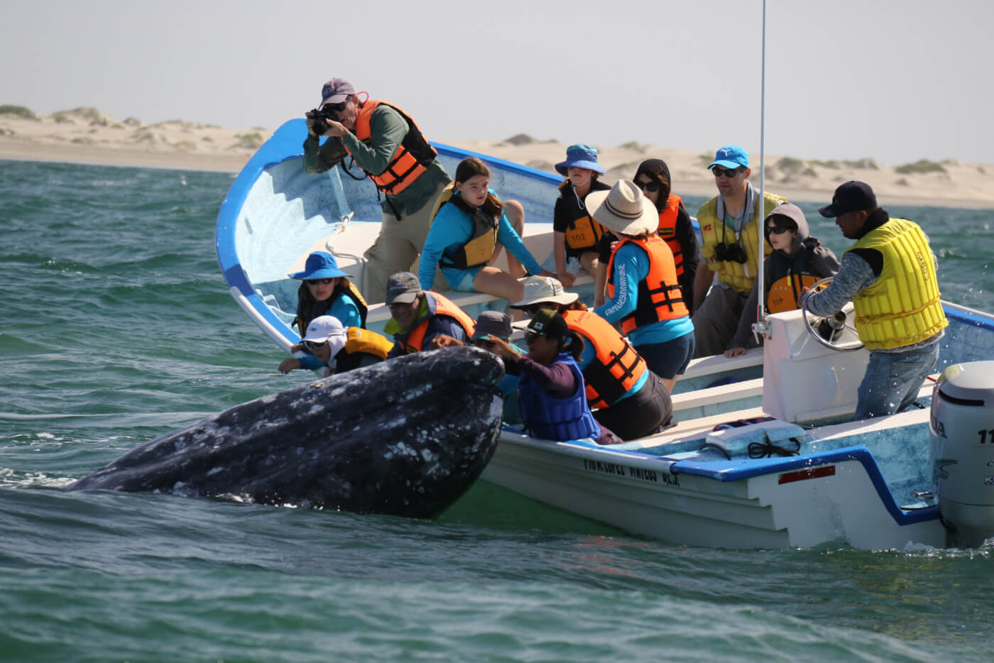 baby whale approaches boat with adults and children on a nature adventre