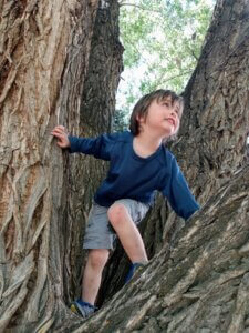 Child climbing between the trunks of a large tree, looking upward.