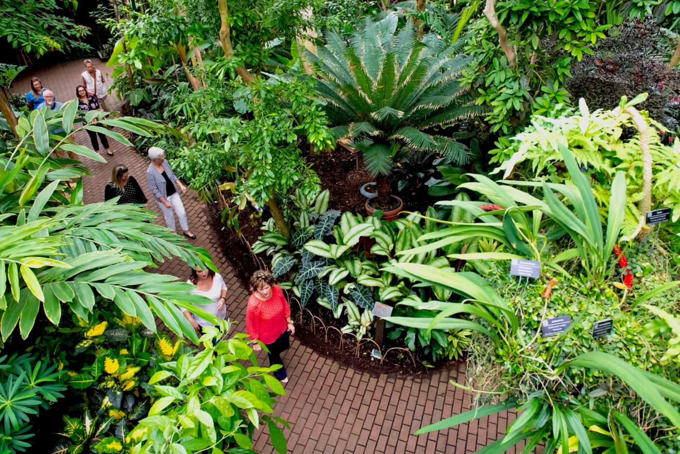 Aerial shot of an indoor botanical garden, where eight people walk along a path surrounded by green ferns, palms and broadleaf plants.