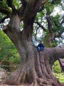 Child sitting and smiling on a large branch of a massive, spreading tree.