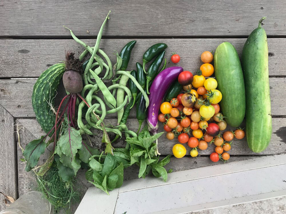The bounty from Nathan Hale Elementary School. Photo courtesy of CitySprouts.
