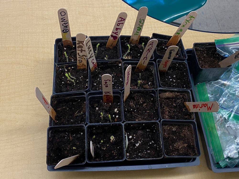 Third grade students’ garbanzo bean sprouts at the Morse school. Photo courtesy of CitySprouts.