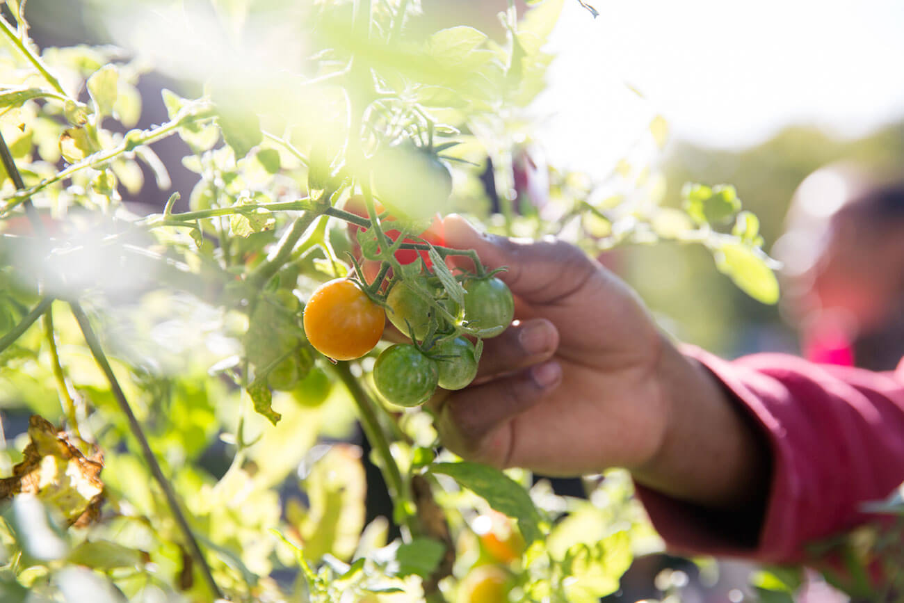 Photo courtesy of CitySprouts.