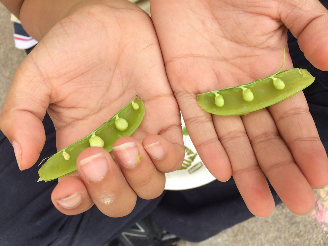 Photo courtesy of CitySprouts.