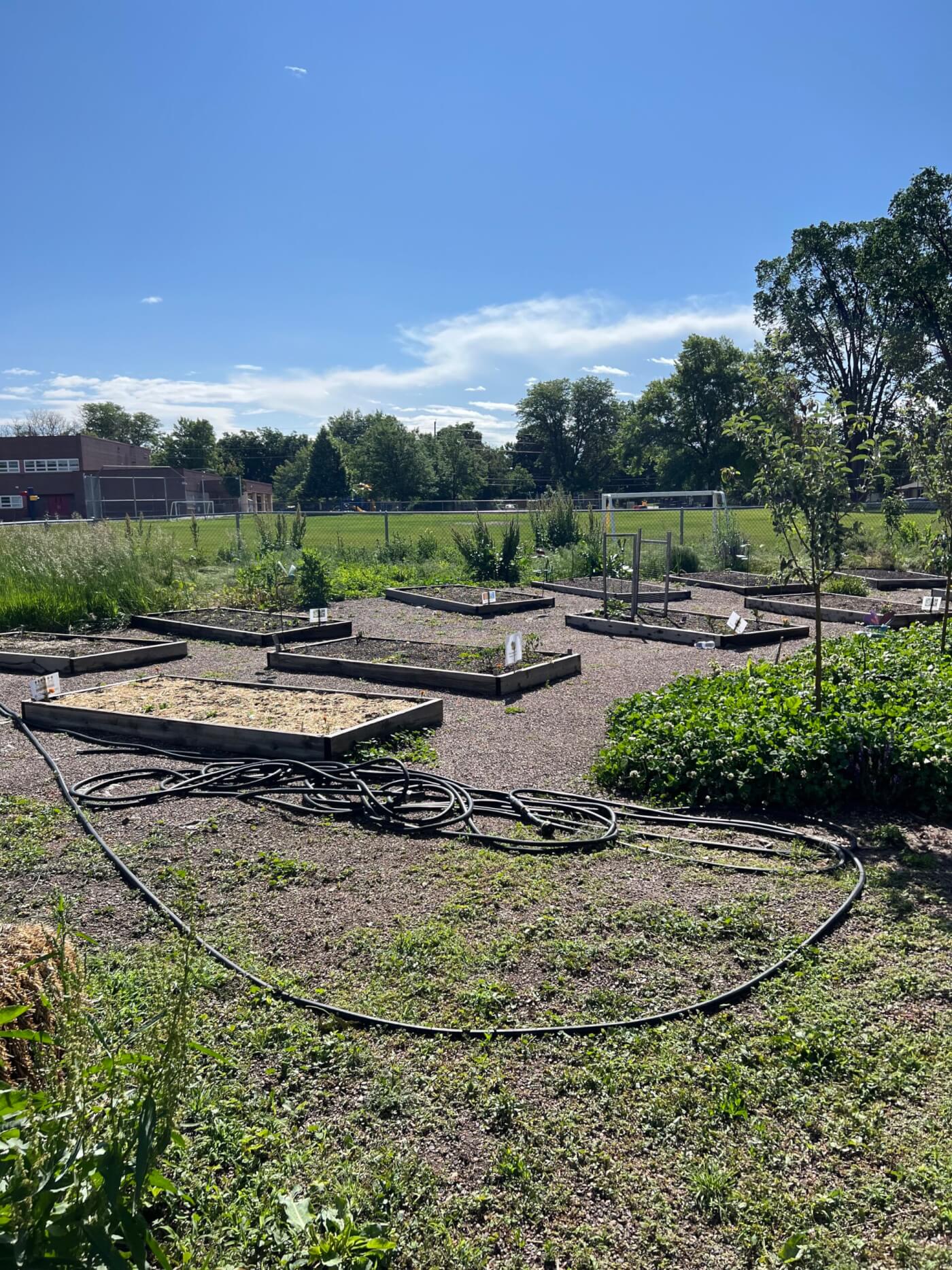 A community garden with multiple raised garden beds under a clear blue sky. Some beds are filled with soil while others show early plant growth. A coiled black irrigation hose lies on the gravel path, and a few small trees and patches of greenery surround the area. In the background, there’s a school building, a sports field, and a line of trees.