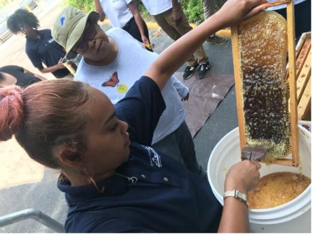 Girl extracting beeswax.