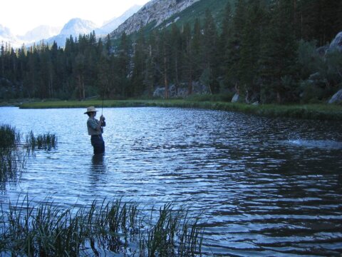 THE FROG WHO FELL THROUGH TIME: We enter nature through different portals