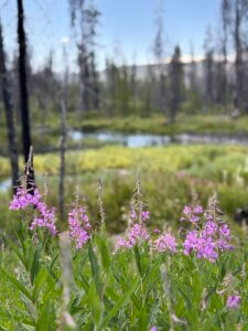 Pink fireweed blooming in a recently burned area.