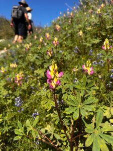 Purple lupine flowers blooming bright pink and yellow after a wildfire.