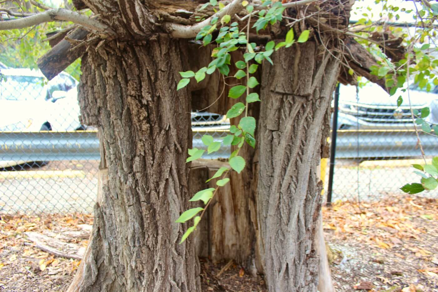 Hollowed tree trunk with leafy branches growing around the opening.