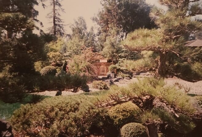 A vintage photograph of the Japanese Garden in San Mateo Central Park. The photo depicts carefully trimmed trees and bushes, with a wooden structure in the distance.