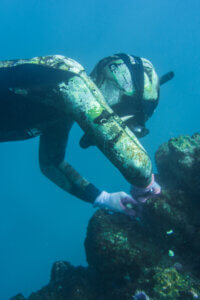 Kimiko Russell-Halterman diving in the ocean.