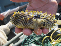 Nkrumah holding a striped burr fish.