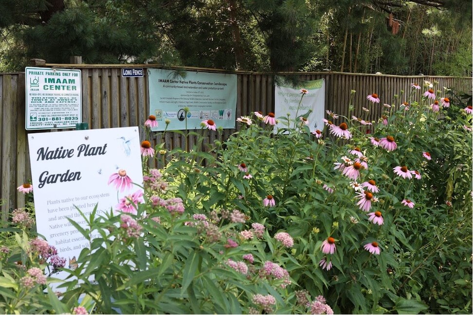 Native plant garden with blooming flowers and educational signs along a fence.