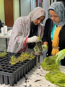 Two women with head coverings are assembling bags of starter kits containing native plant starts.