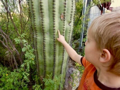 A decade of ripples: What Nature Everywhere Communities reveal about systems change