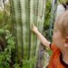 A toddler in an orange shirt points at a tall, spiny cactus outdoors, possibly at a small lizard on its surface.