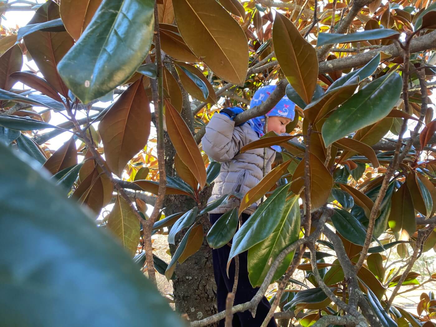 Child in a winter jacket and hat climbing among broad leaves in a magnolia tree.