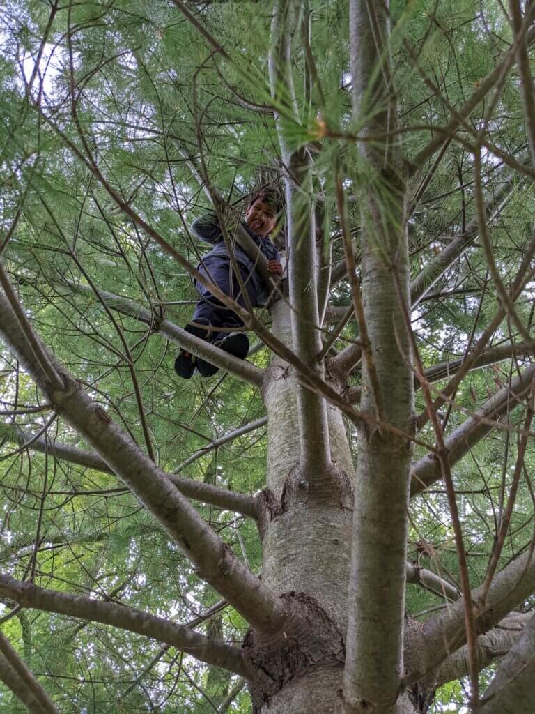 Child smiling while perched high in the branches of a dense evergreen tree.