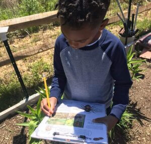A student fills out a bee-themed worksheet with a pencil in a garden.
