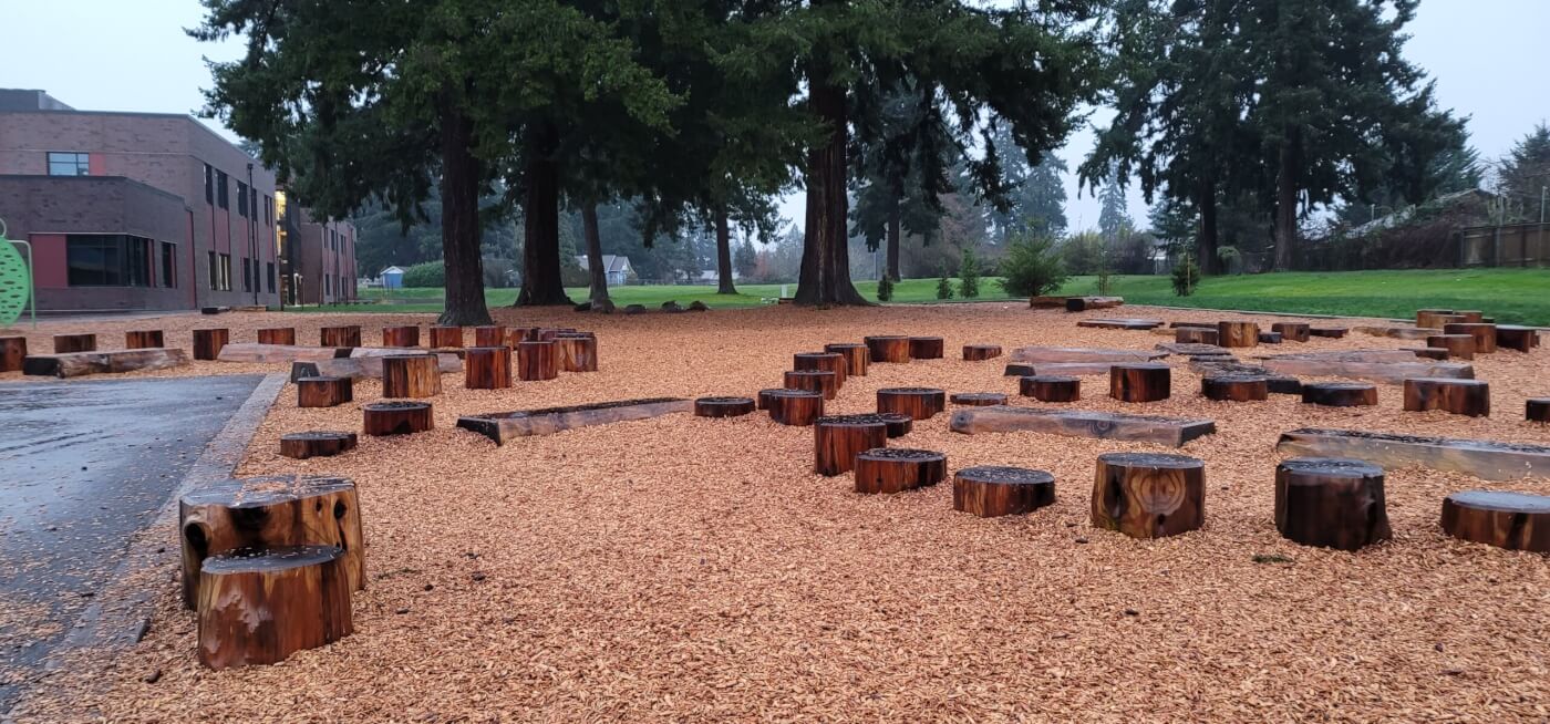 Tree stumps are strewn around a mulched yard under large cedar trees. Some stumps are arranged in semi-circles.