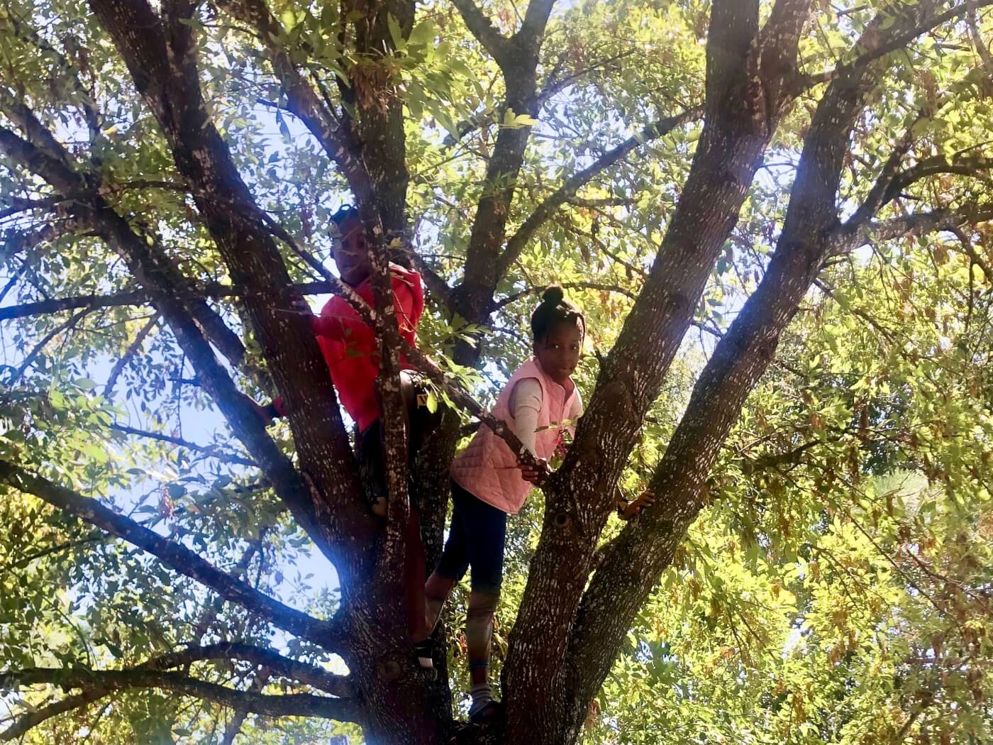 Two children play in a tree.
