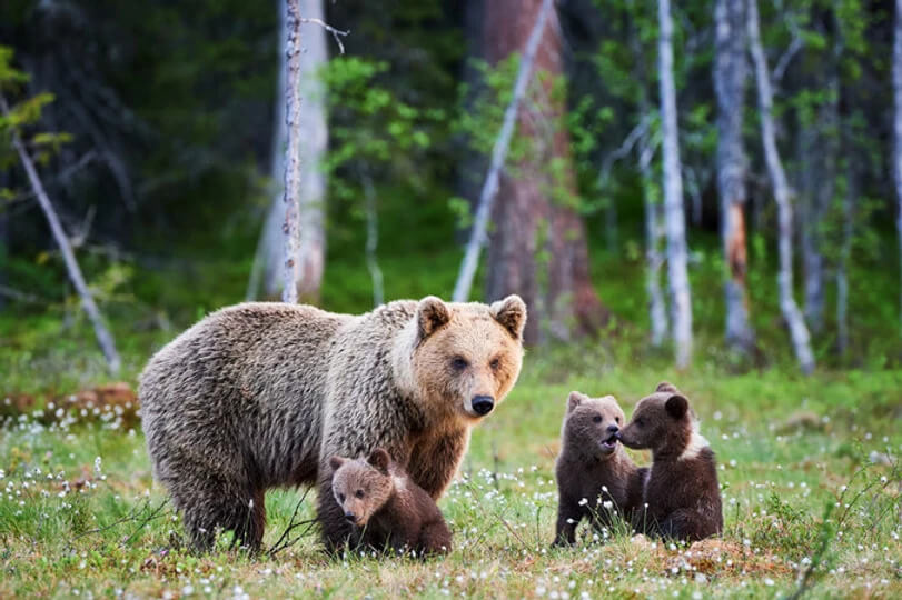 family of bears