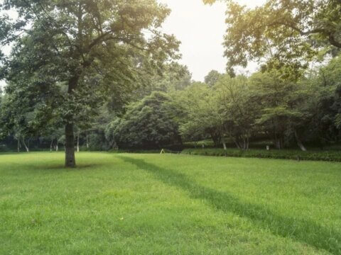 Connecting Children and Families to Nature During the Pandemic