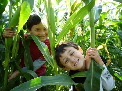 WHAT IF WE TRULY GREENED AMERICA? Five ways to build a botanical city: Part 2