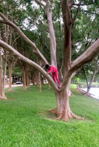 A young girl climbs a tree with big branches.