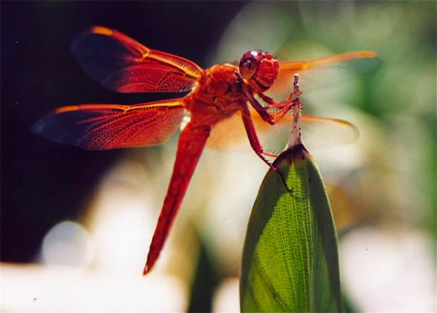 Dragonfly on Leaf