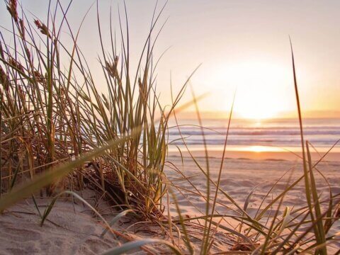 GREEN PAUSE in Times of COVID-19