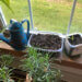 indoor garden on a windowsill