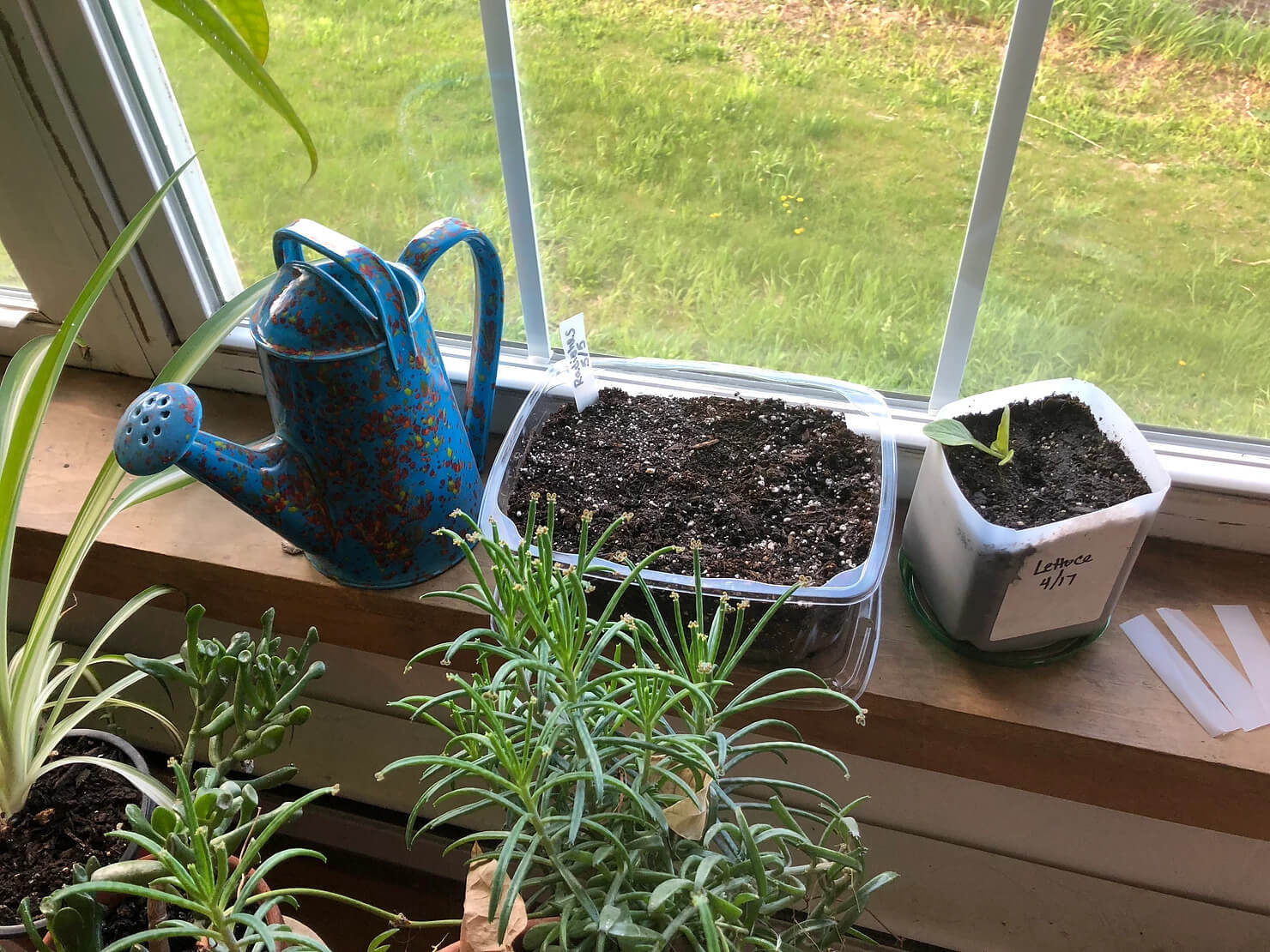 indoor garden on a windowsill
