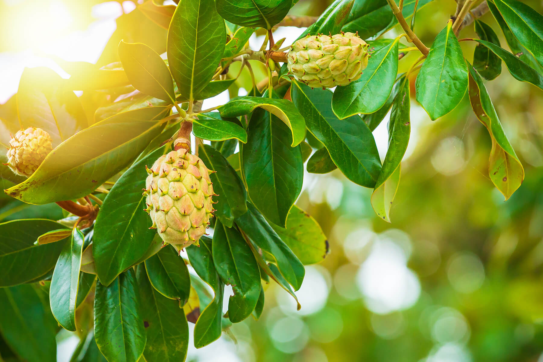 FNN 2/3/22 How walking home from school led me into the embrace of nature