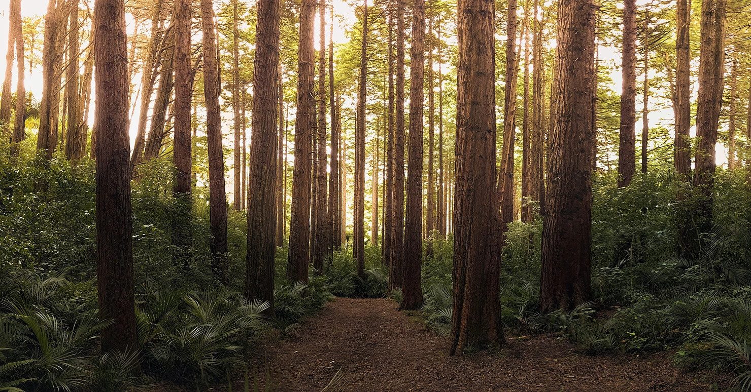 forest with light shining through trees