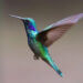 hummingbird