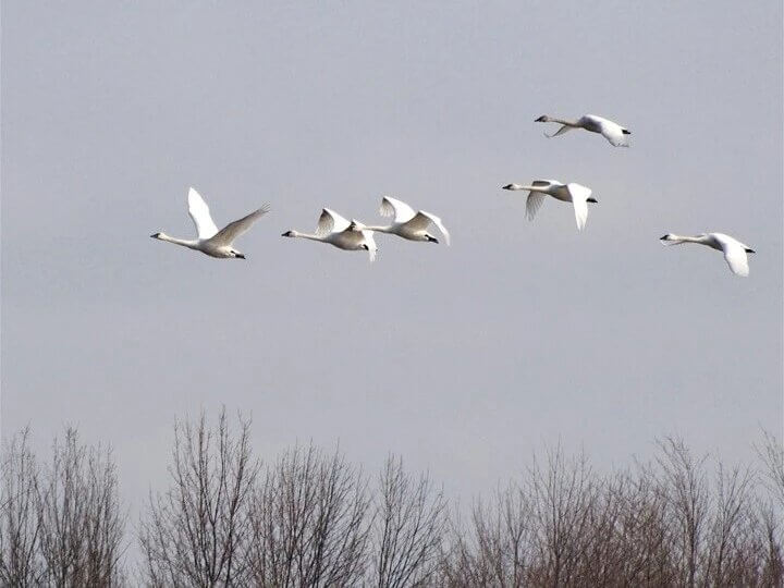 swans flying