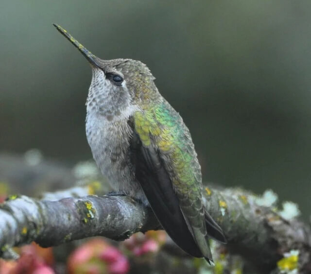 hummingbird
