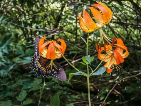 OP-ED: FINDING NATURE AND EACH OTHER