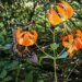 butterfly on tiger lily flower