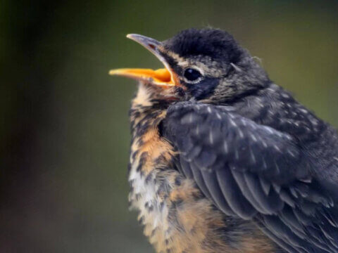 Opening The Outdoors: Inaugural Black Birders Week